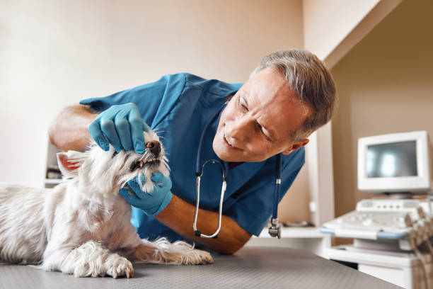 Best Root Canal Emergency Dentist  in East Lake Orient Park, FL